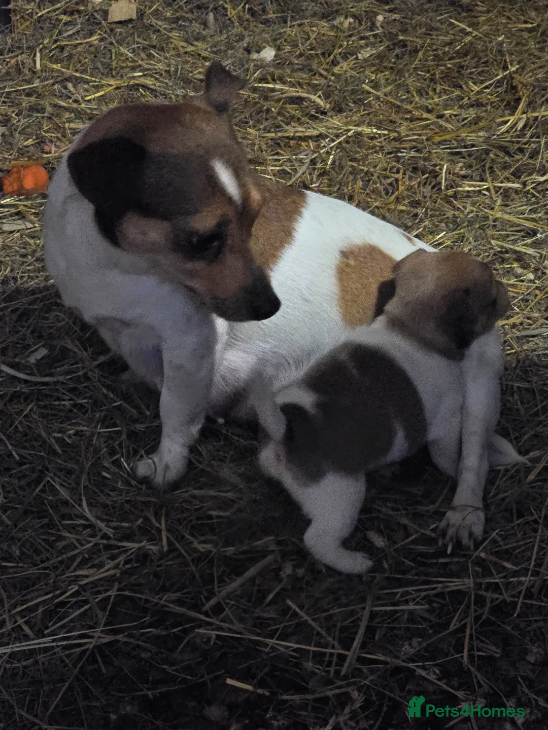 Jack Russell dogs for sale: Two beautiful working jack russell puppies  in Evesham - Advert 2