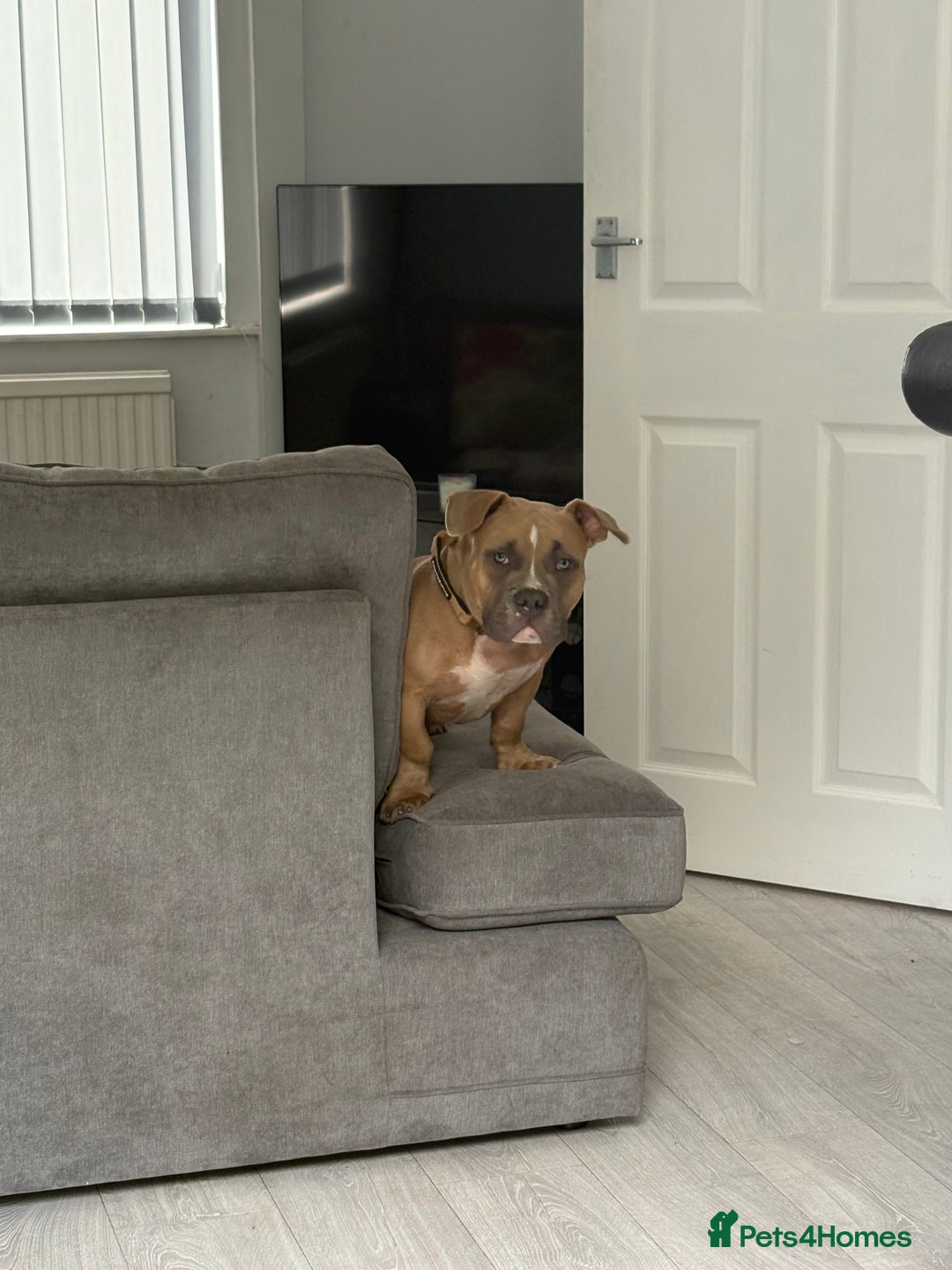 American Bully dogs for sale: Pocket bully pup - Image 5