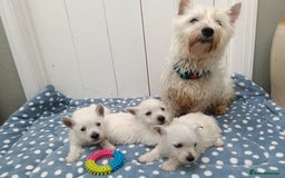 West Highland Terrier dogs for sale: KC Registered Beautiful West Highland Terrier Pups - Image 7
