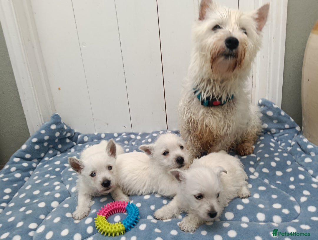 West Highland Terrier dogs for sale: KC Registered Beautiful West Highland Terrier Pups - Image 7