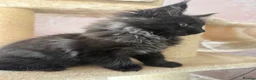 Maine Coon cats for sale: Tica registered black smoked male Maine coon - Advert 25