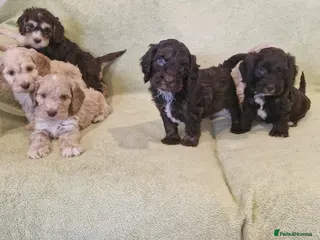 Cockapoo dogs Cockapoo - Advert 16