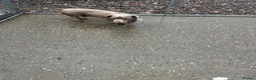Dachshund dogs for sale: Dachshund (Billy) - Advert 4
