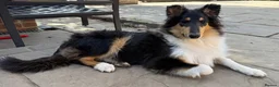 Rough Collie dogs for sale: 4.5 month Tri Colour Female Rough Collie Puppy - Advert 1