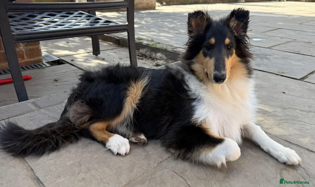 Rough Collie dogs for sale: 4.5 month Tri Colour Female Rough Collie Puppy - Advert 1