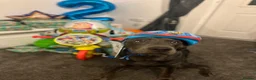 Labrador Retriever dogs for sale: Charcoal Labrador boy in Wellington - Advert 3