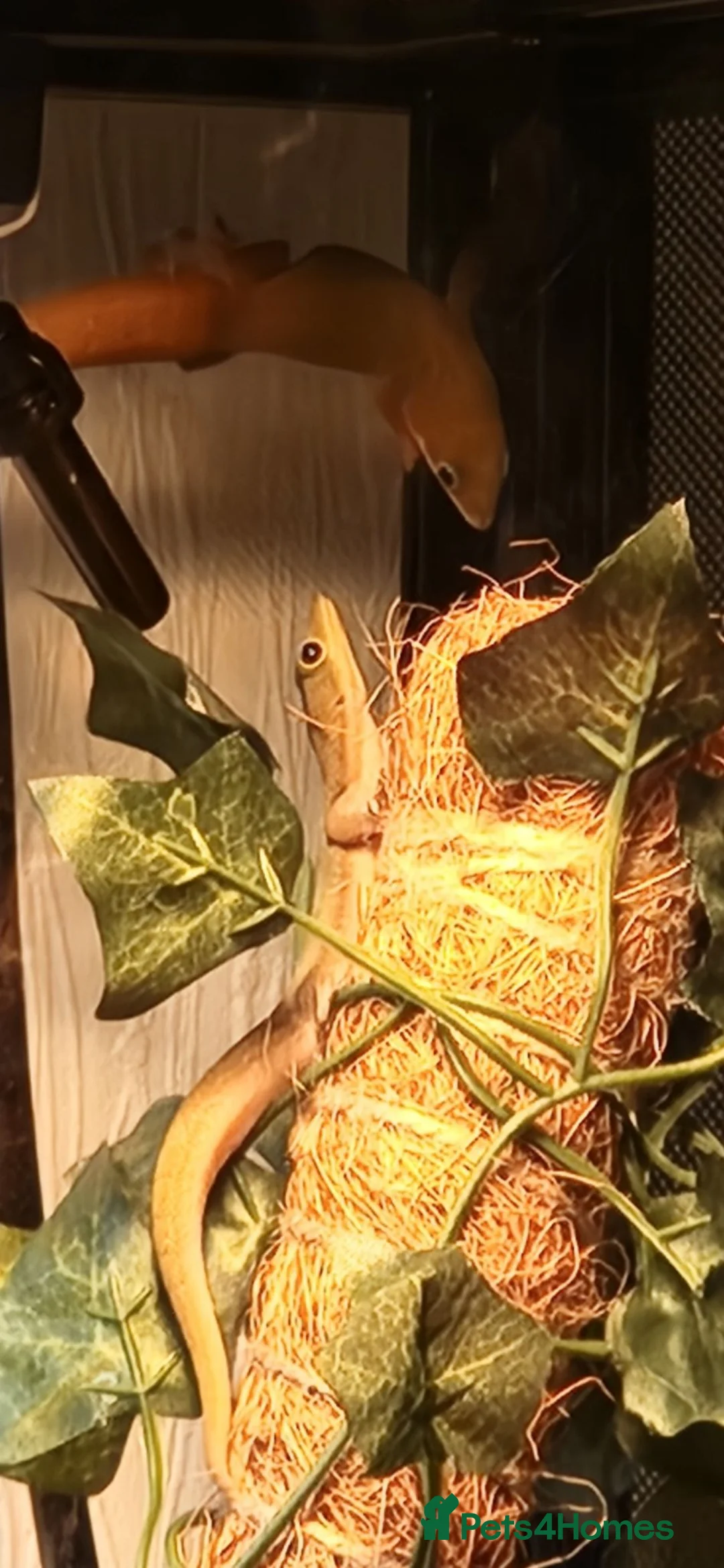 Gecko reptiles for sale: Breeding Pair Gold Dust Day Gecko - Advert 1