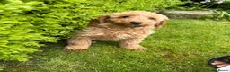 Cockapoo dogs for sale: Cockapoo Puppies!! 🐶  - Advert 4