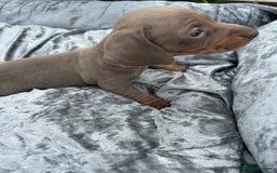 Miniature Dachshund dogs for sale: Ready Today! Miniature Dachshund Puppies  - Image 10