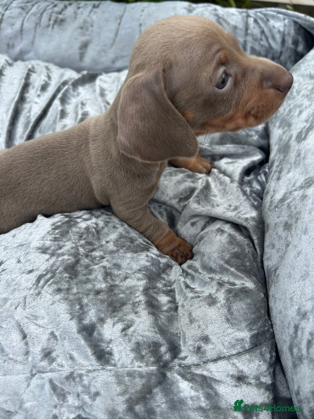 Miniature Dachshund dogs for sale: Ready Today! Miniature Dachshund Puppies  - Image 10