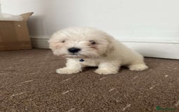 Bichon Frise dogs for sale: Bichon frise Puppy 🐶💎💎 - Image 3