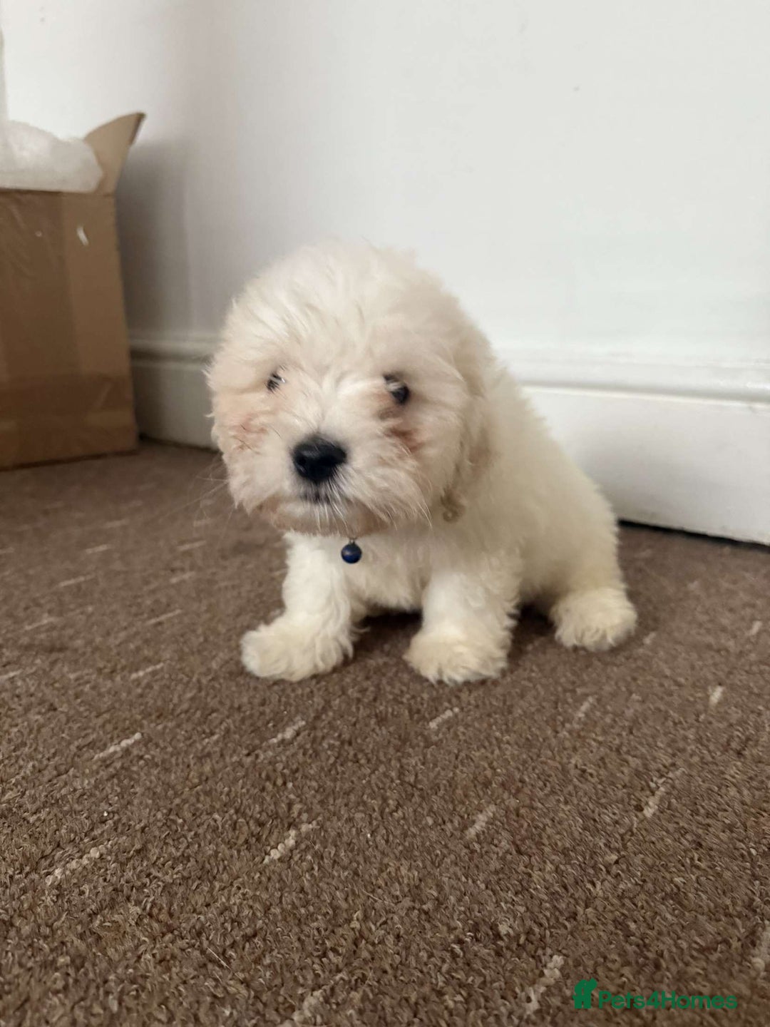 Bichon Frise dogs for sale: Bichon frise Puppy 🐶💎💎 - Image 3