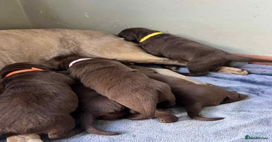 Labrador Retriever dogs - Advert 1