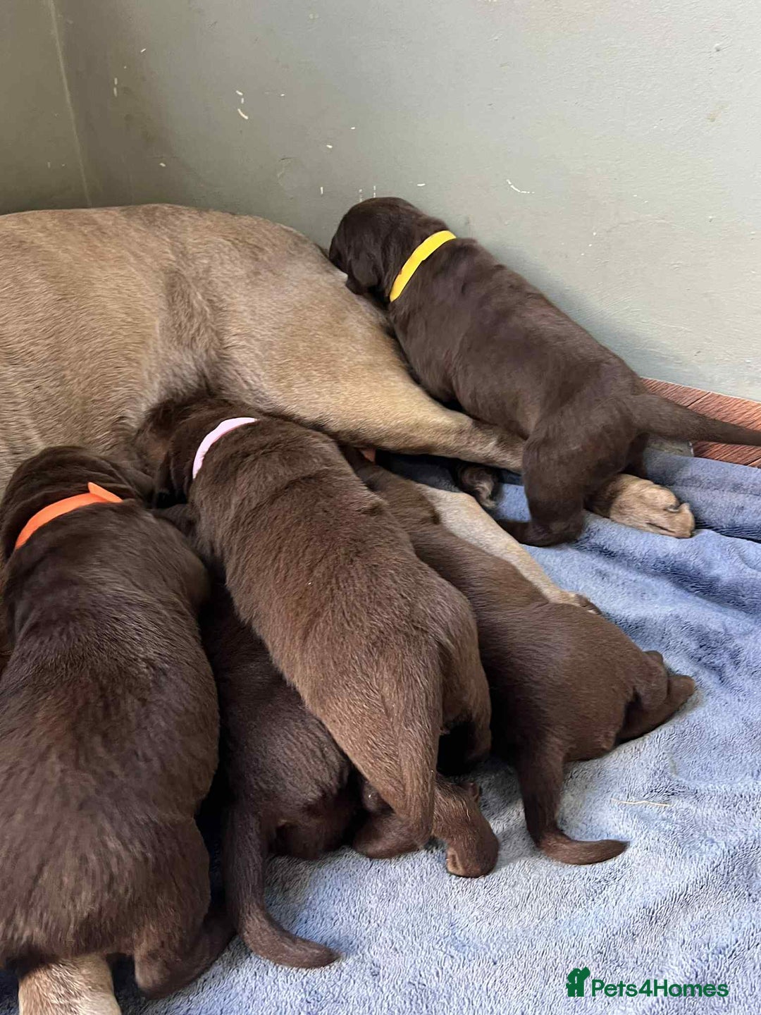 Labrador Retriever dogs for sale: KC SILVER/CHOCOLATE PEDIGREE LABRADOR PUPIES - Image 3