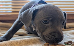 Staffordshire Bull Terrier dogs for sale: Blue/blue&white staffs - Image 13