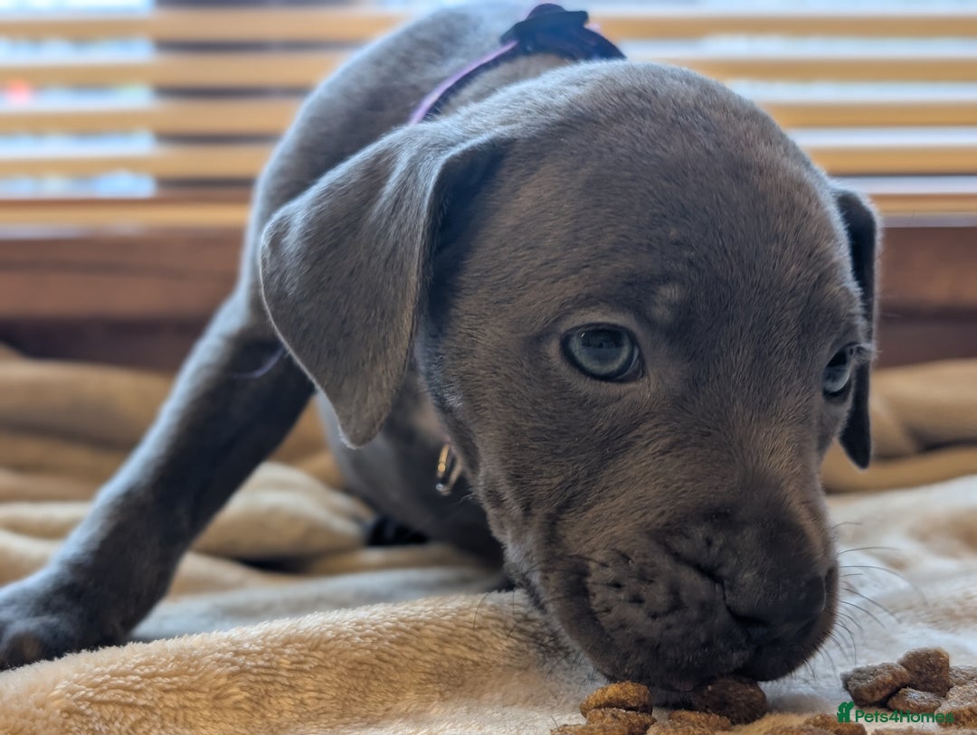 Staffordshire Bull Terrier dogs for sale: Blue/blue&white staffs - Image 13