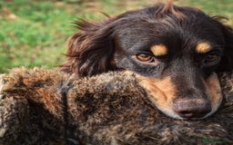 Cocker Spaniel dogs for stud: Small, health tested KC working cocker - Image 3