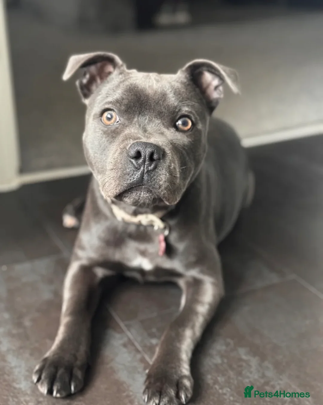 Staffordshire Bull Terrier dogs for sale: Beautiful Blue Staffordshire Girl Puppy in Bristol - Advert 2