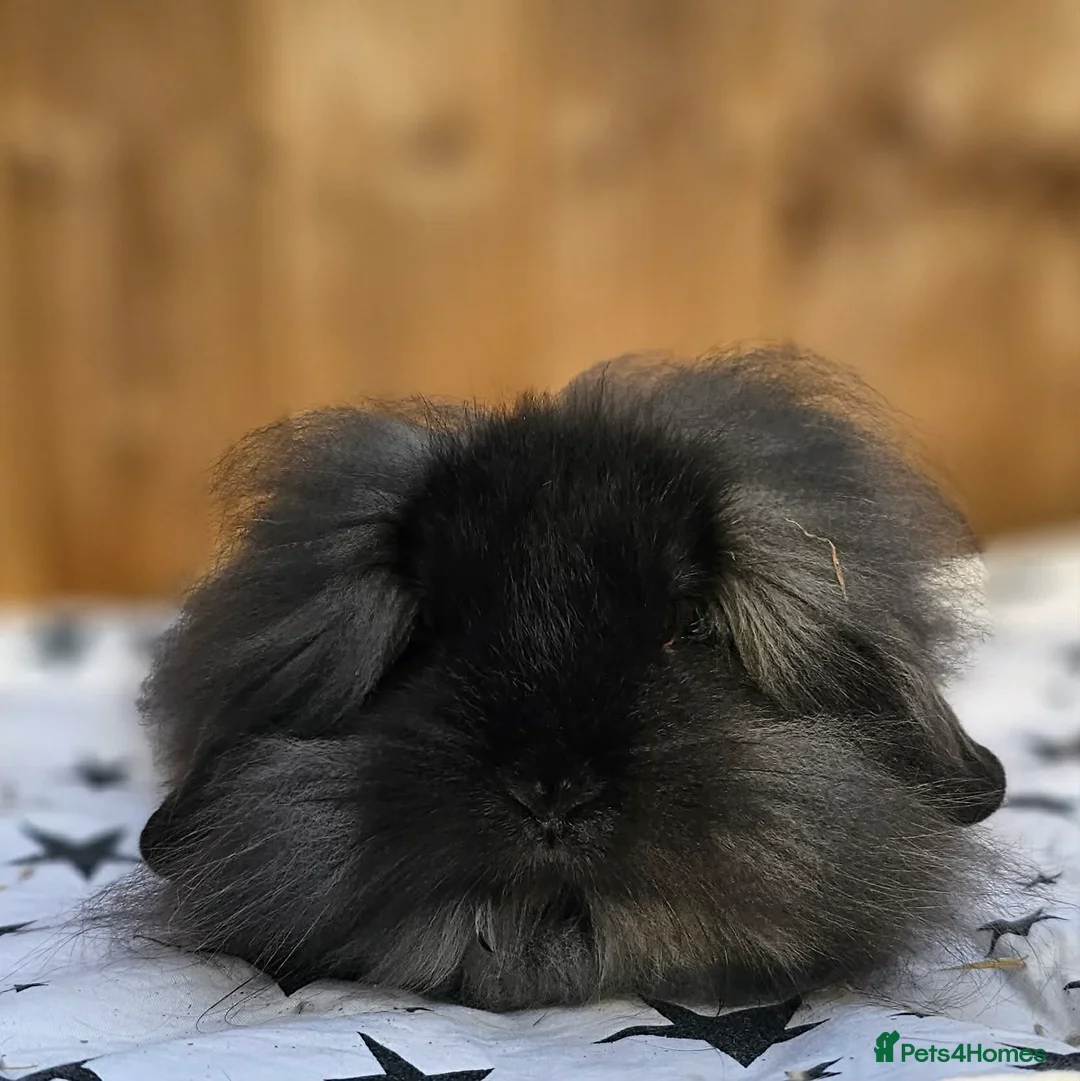 Mini Lion Lop rabbits for sale: Double Maned Mini Lion Lops  - Advert 2