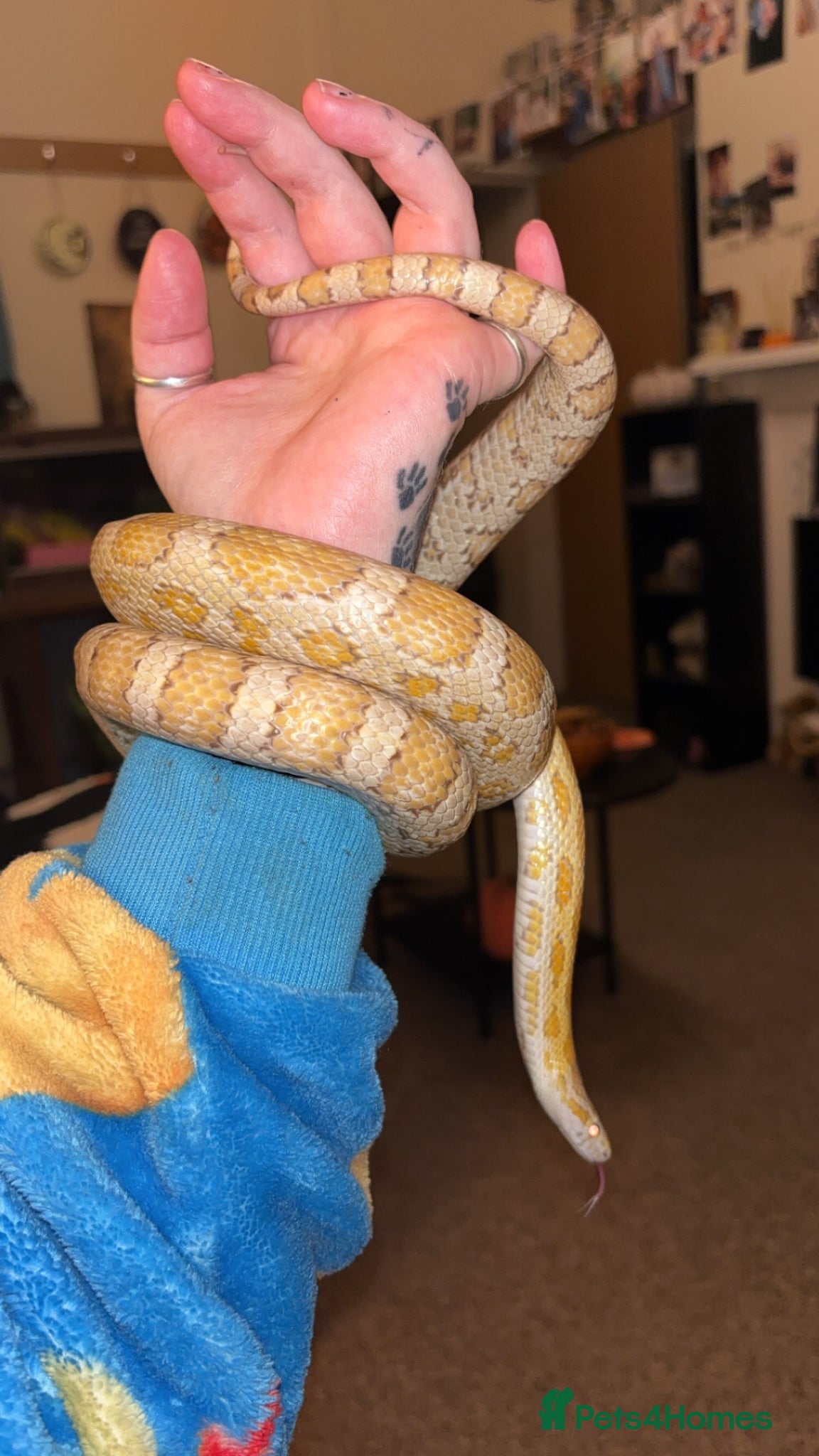 Corn Snake reptiles Corn snake for sale - Advert 1