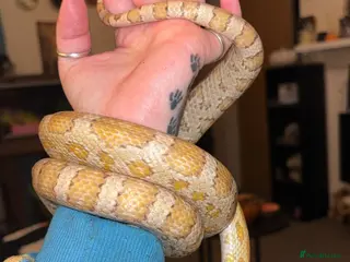 Corn Snake reptiles Corn snake for sale - Advert 1