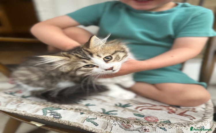 Siberian cats - Advert 1