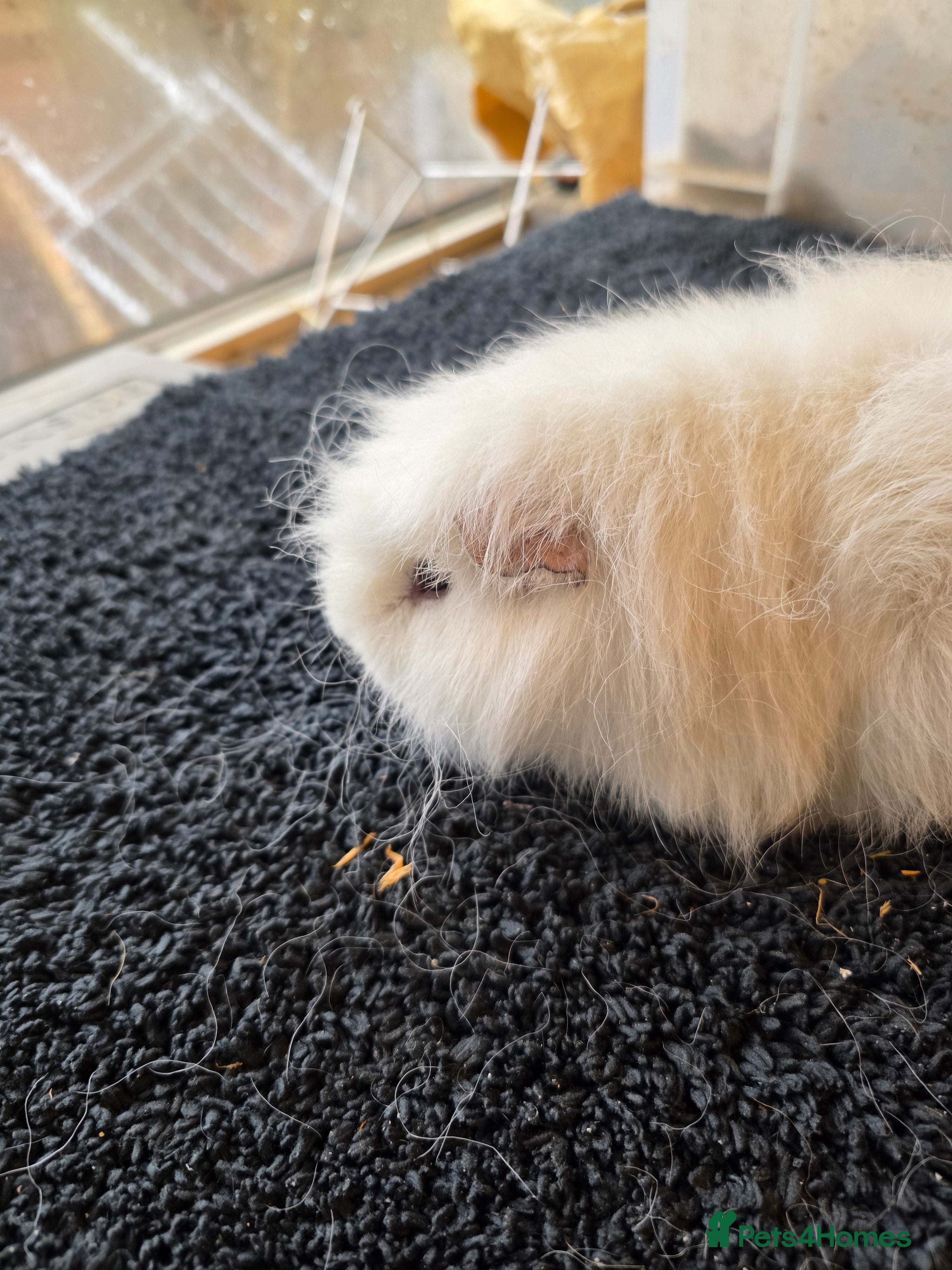 Guinea Pig rodents Swiss various colours - Advert 2