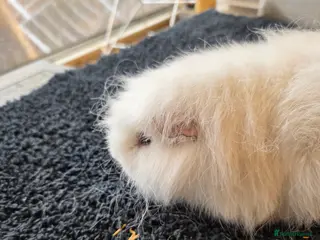 Guinea Pig rodents Swiss various colours - Advert 2