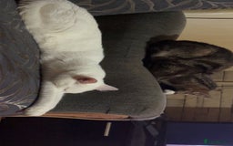 Mixed Breed cats for sale: Tabby Turkish angora - Image 9