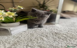 British Shorthair cats for sale: GCCF chunky blue British shorthair kittens😻🐾 - Image 5