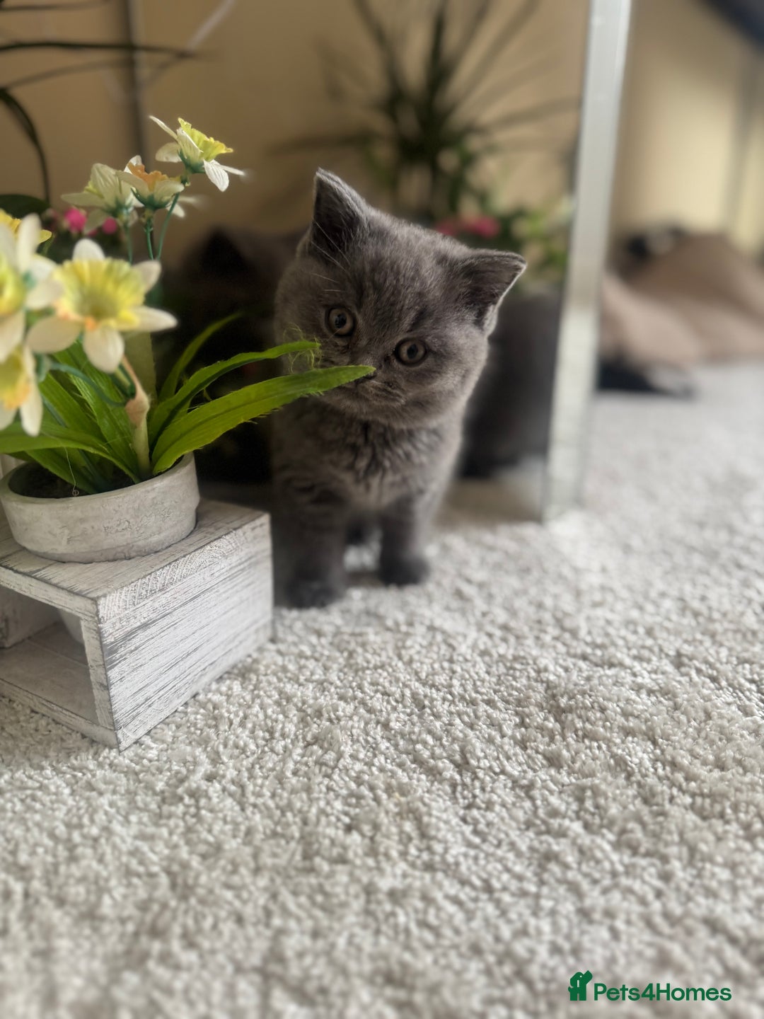 British Shorthair cats for sale: GCCF chunky blue British shorthair kittens😻🐾 - Image 5