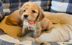 Cocker Spaniel dogs for sale: KC Show Type Cocker Spaniel - Image 9