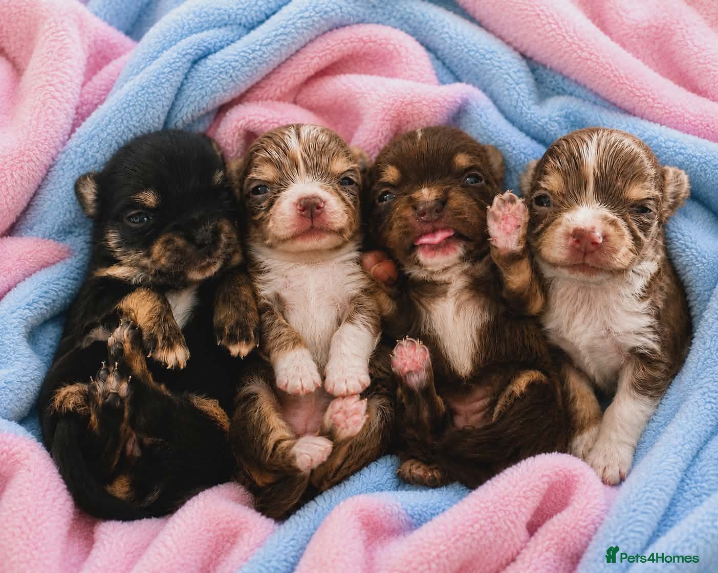 Chihuahua dogs    chihuahua  - Advert 1