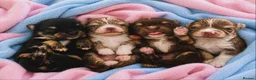 Chihuahua dogs for sale:    chihuahua  - Advert 1