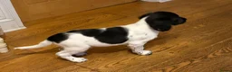 English Springer Spaniel dogs for sale: English springer spaniel puppies - Advert 18