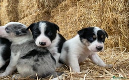 Border Collie dogs for sale: Beautiful cheeky border collies for sale - Image 16
