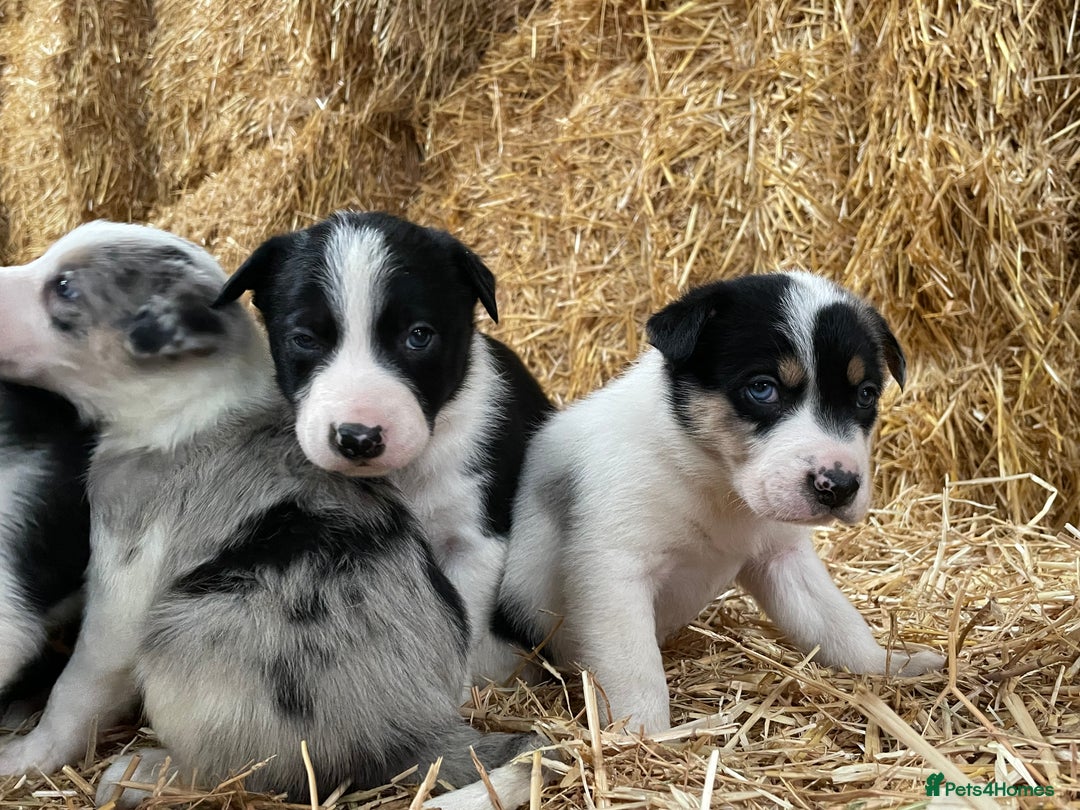 Border Collie dogs for sale: Beautiful cheeky border collies for sale - Image 16