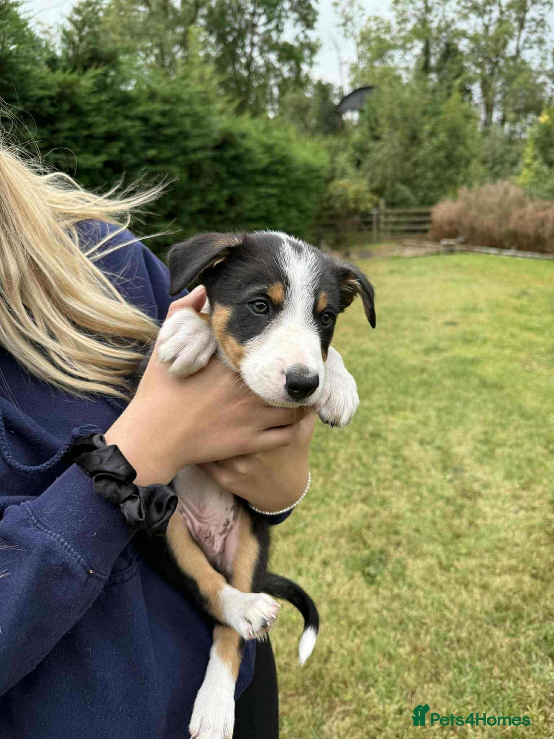 Border Collie dogs for sale: Border Collie pups  - Image 3