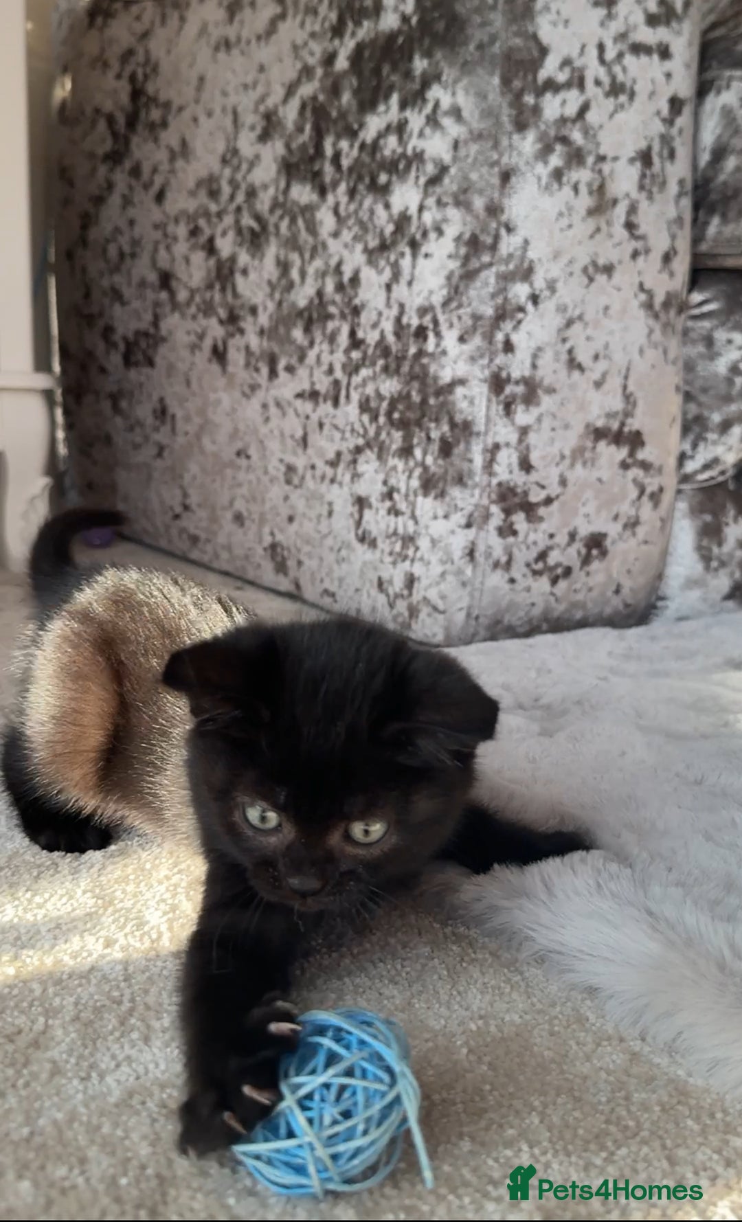 British Shorthair cats for sale: British Blue x kittens - Image 4