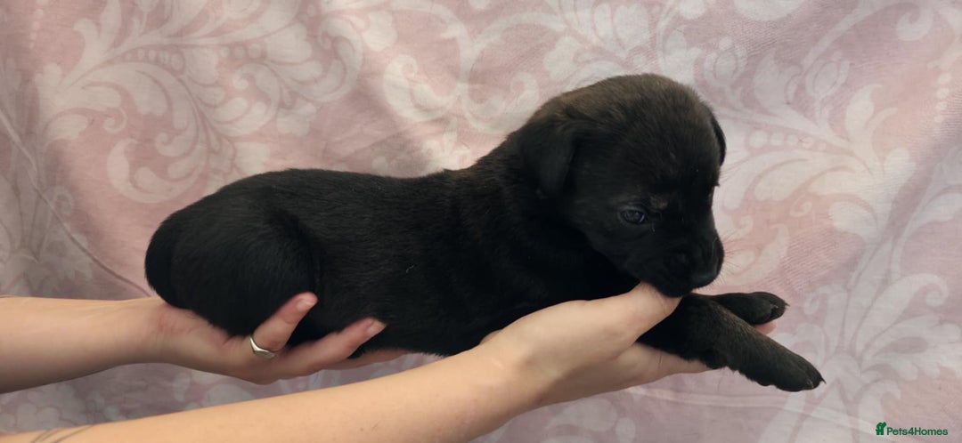 Mixed Breed dogs for sale: Mastiff x Rottweiler  - Image 7