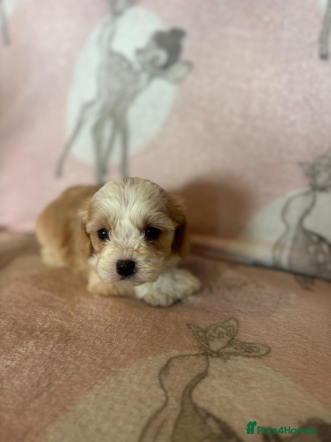 Cavapoo dogs for sale: Stunning Cavapoo puppies from family home  - Advert 35
