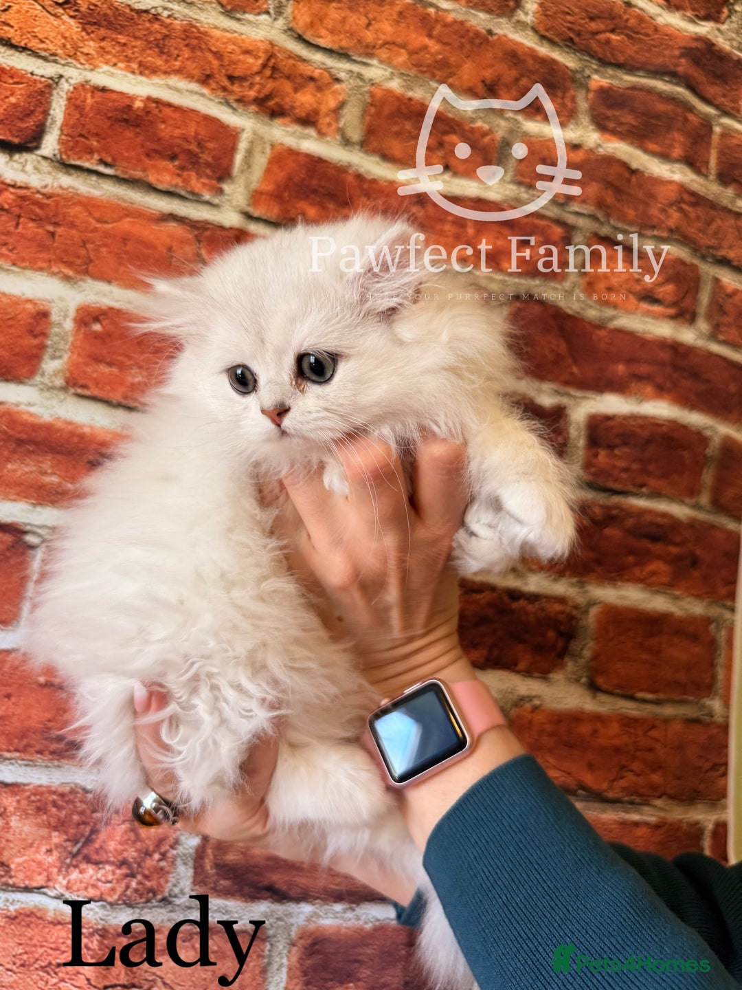 British Shorthair cats for sale: Superb pedigree show quality kittens - Image 4