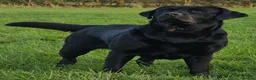 Labrador Retriever dogs for sale: KC Registered- Black Labrador Puppies x 4 - Advert 7