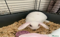 Mini Lop rabbits for sale: Baby bunnies girls and boys  - Image 5