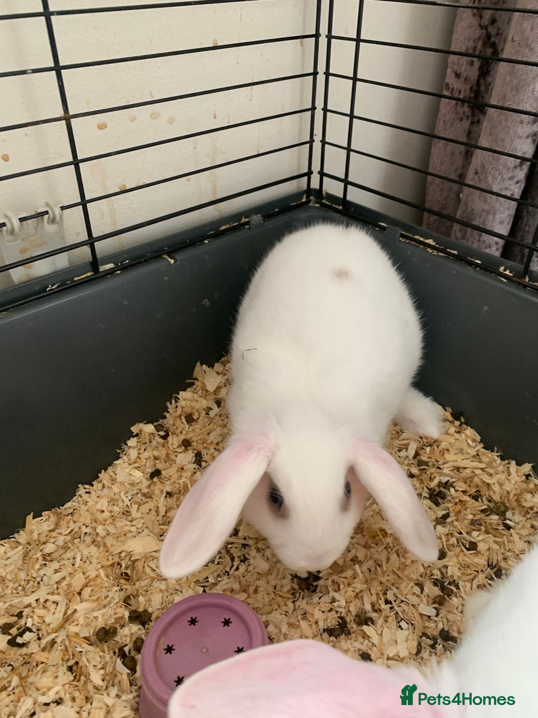 Mini Lop rabbits for sale: Baby bunnies girls and boys  - Image 5