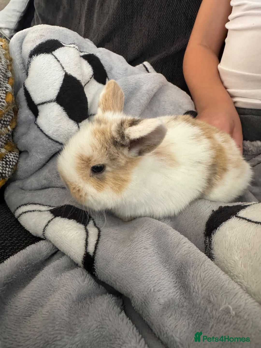 Mini Lop rabbits for sale: Baby mini lop rabbits in Nottingham - Advert 8