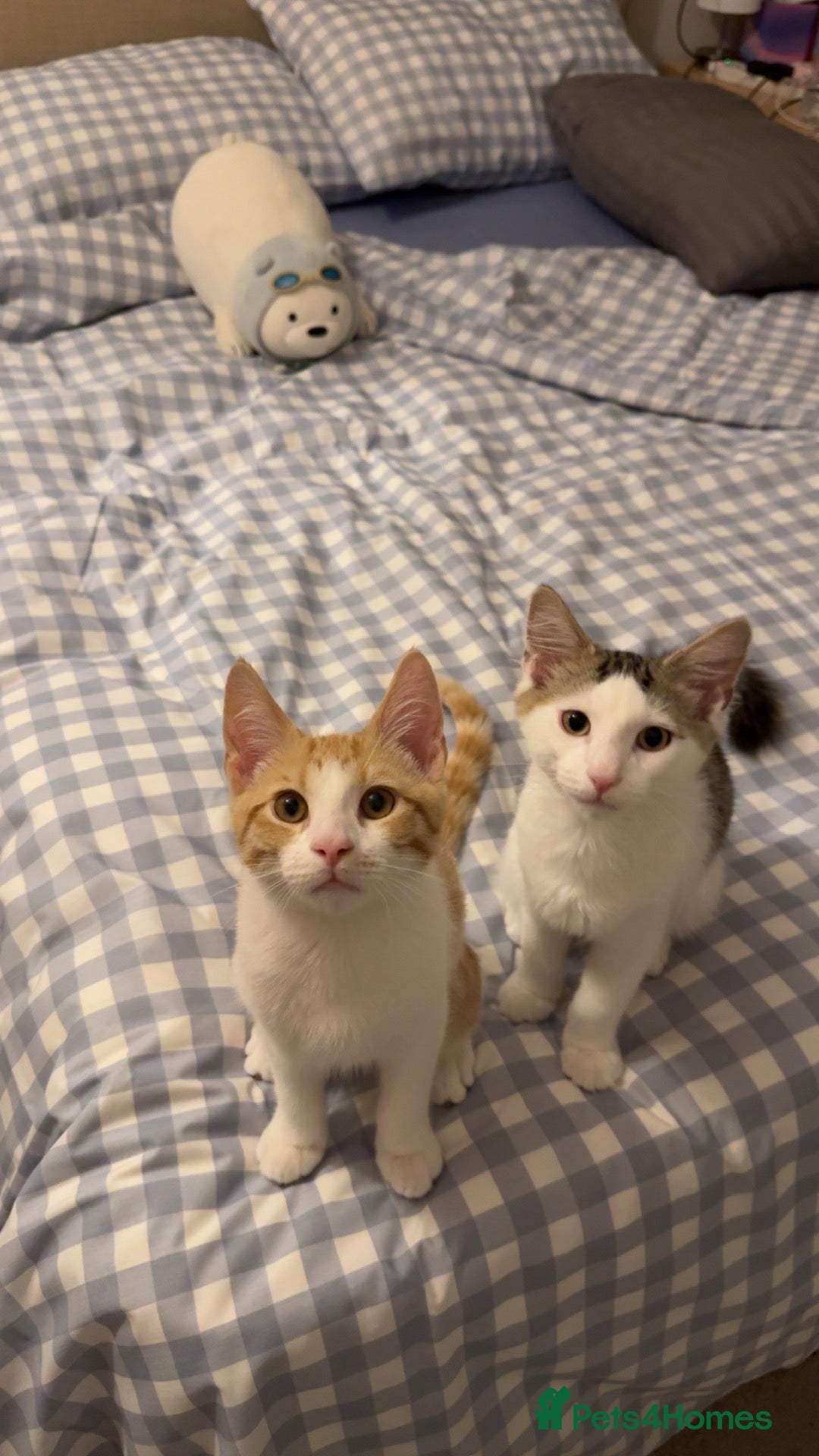 Mixed Breed cats Kittens for sale  - Advert 5