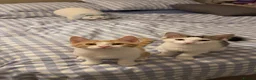 Mixed Breed cats for sale: Kittens for sale  - Advert 1