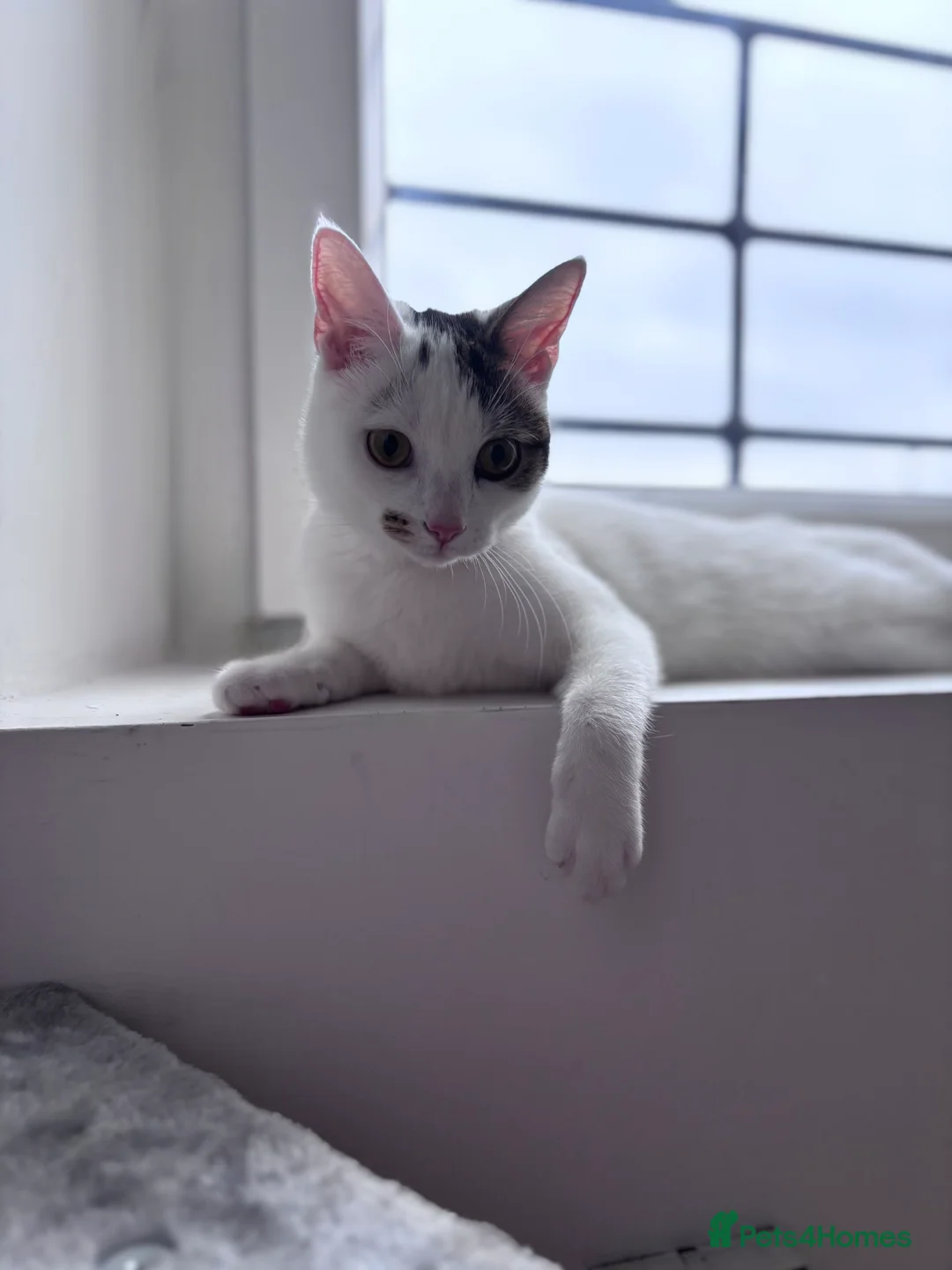 British Shorthair cats for sale: Penny - Advert 4