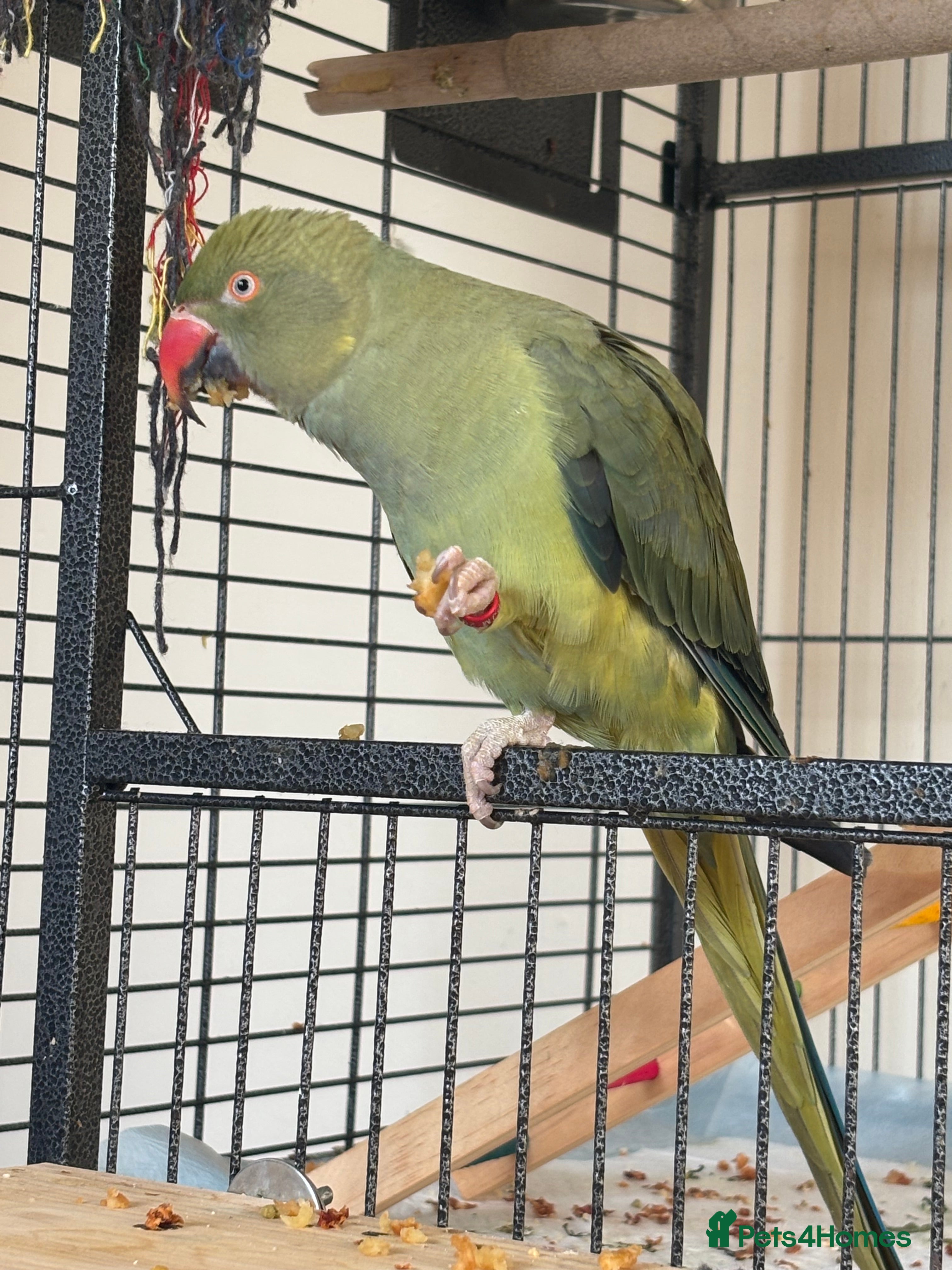 Ringnecks birds female 1 year old indian ringneck with cage - Advert 4